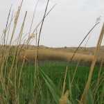 کویر؛ مزرعه حاصلخیز اقتصاد گردشگری