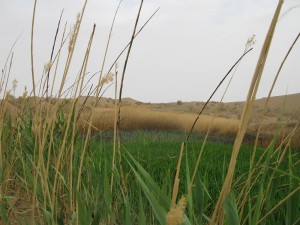 نیزار کویر مصر