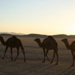 شتر؛کشتی کویر